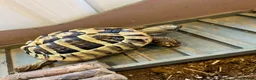 Hermann Tortoise reptiles for sale: Hermann tortoise in Sale - Advert 5