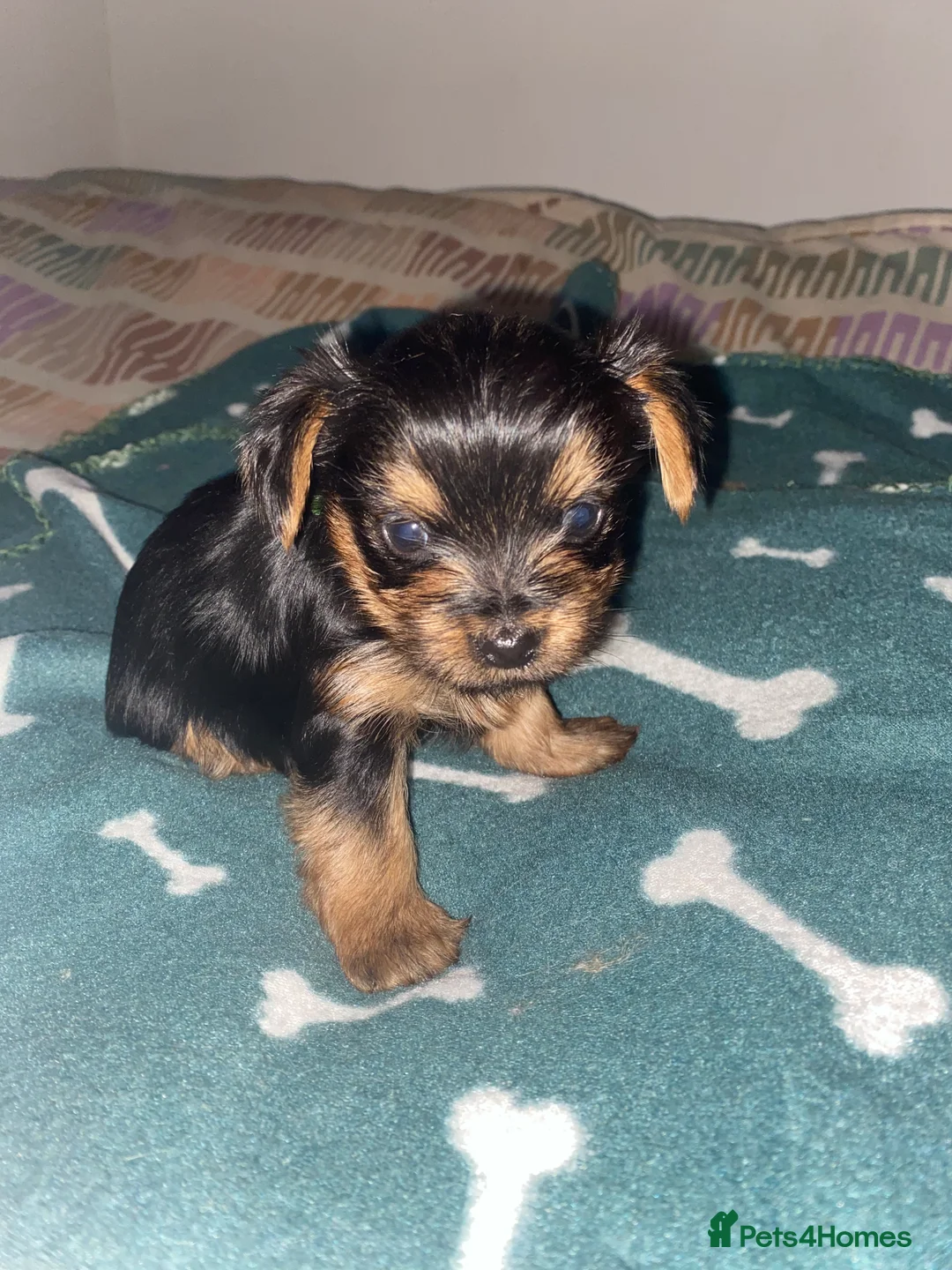 Yorkshire Terrier dogs for sale: 4 Stunning Miniature Yorkshire terriers for sale  - Advert 3