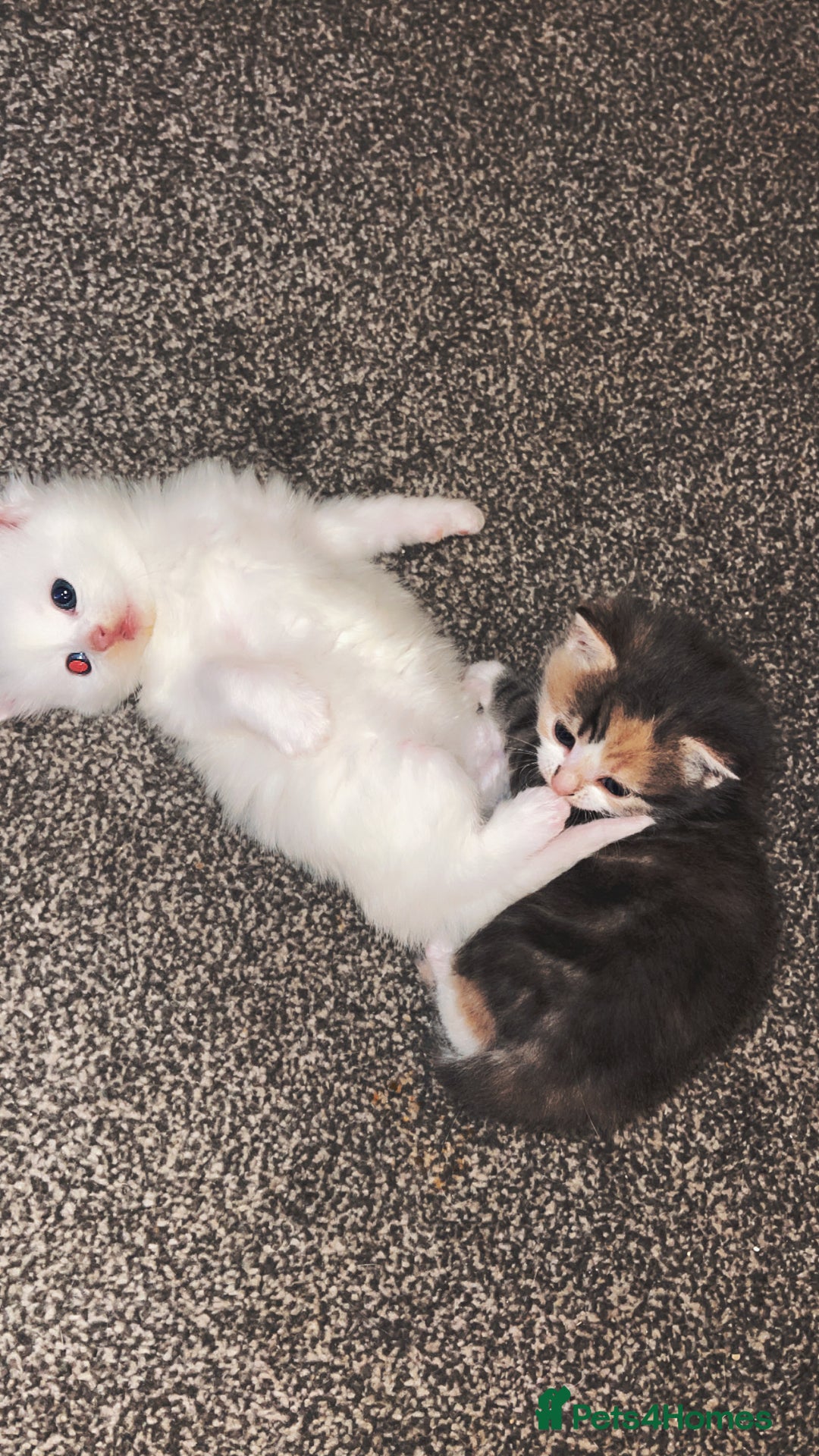 Turkish Angora cats for sale: Beautiful Turkish angora kittens.  - Advert 3