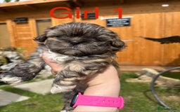 Shih Tzu dogs for sale: Adorable Shih tzu puppies for sale - Image 5