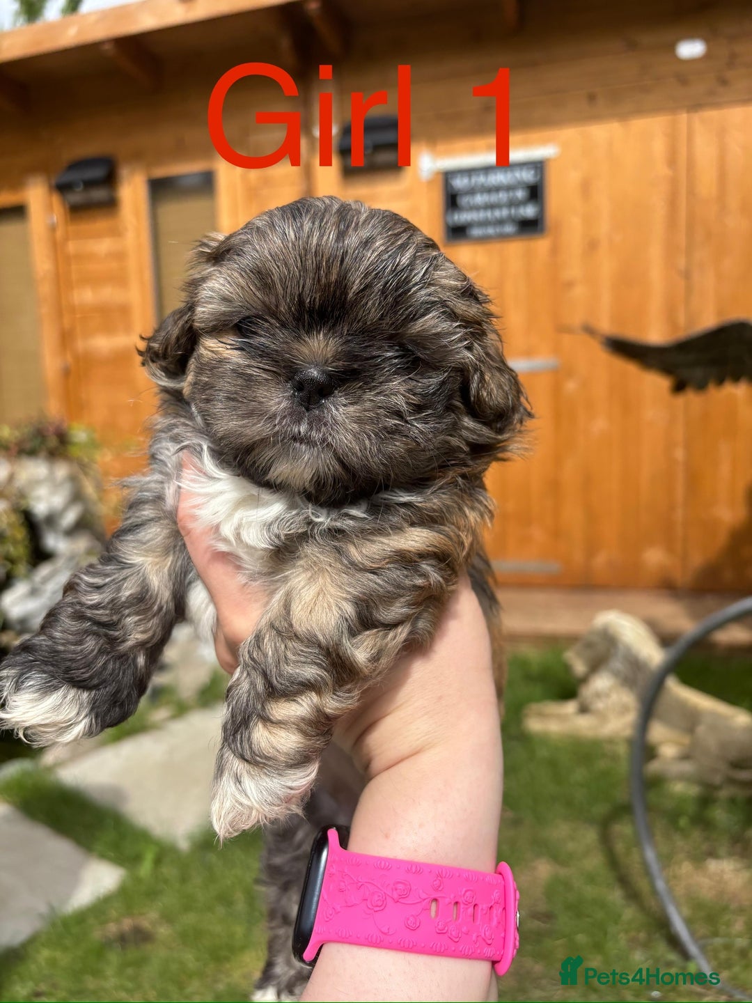 Shih Tzu dogs for sale: Adorable Shih tzu puppies for sale - Image 5