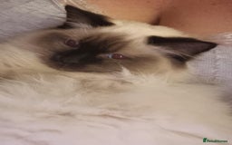 Ragdoll cats for sale: Beautiful Ragdoll  - Image 6