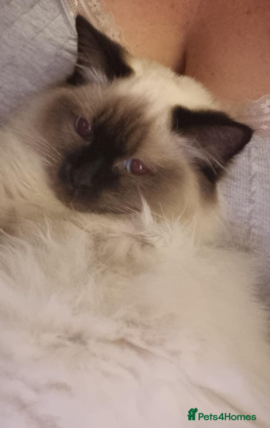 Ragdoll cats for sale: Beautiful Ragdoll  - Image 6