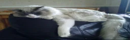 Mixed Breed cats for sale: British Short Hair Cross Ragdoll Kittens  in Selby - Advert 15