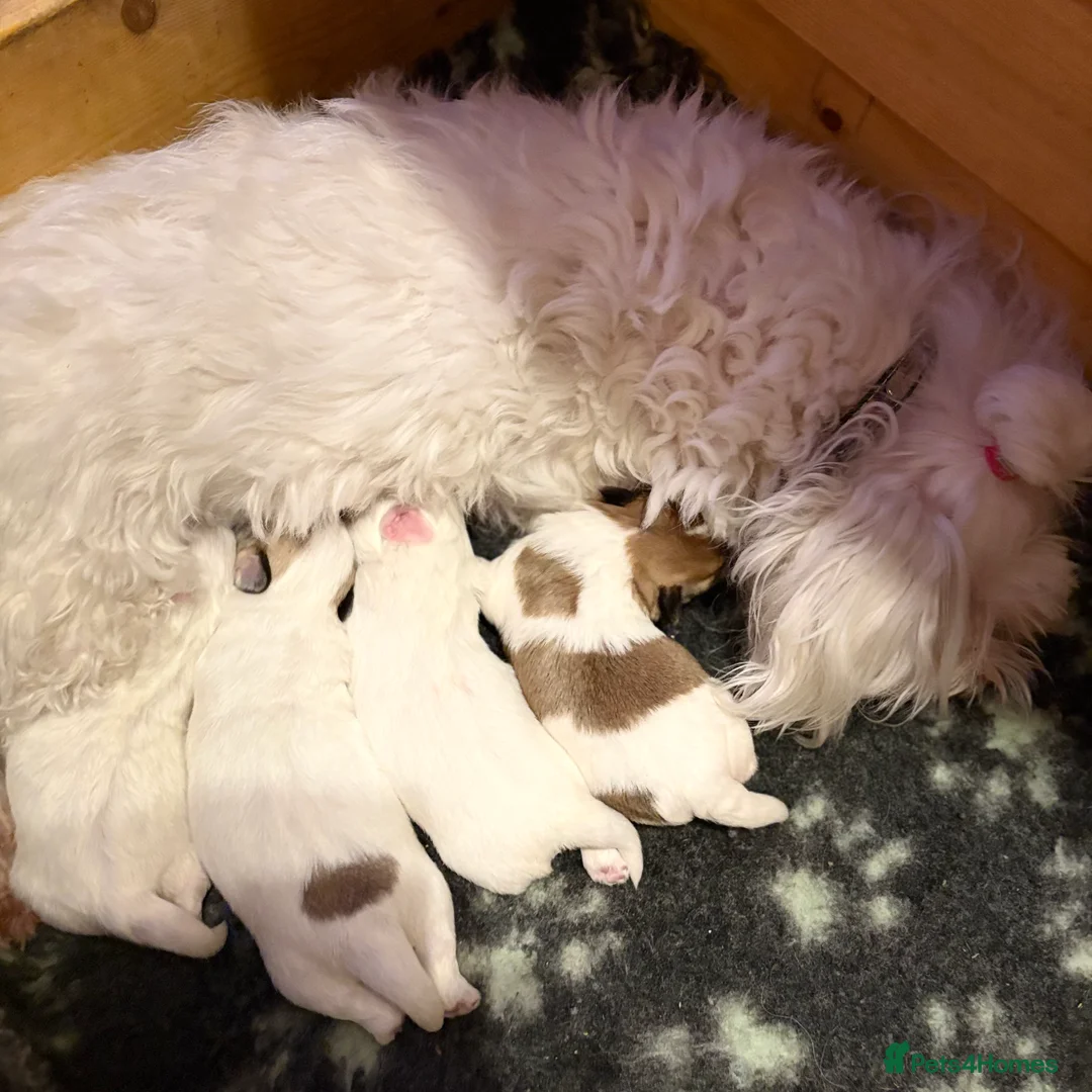 Coton De Tulear dogs for sale: K.C reg Coton de Tulear Puppies inc World Champion - Advert 15