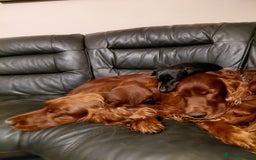 Irish Setter dogs for sale: KC IRISH SETTER DOG 4 YEARS OLD  - Advert 2