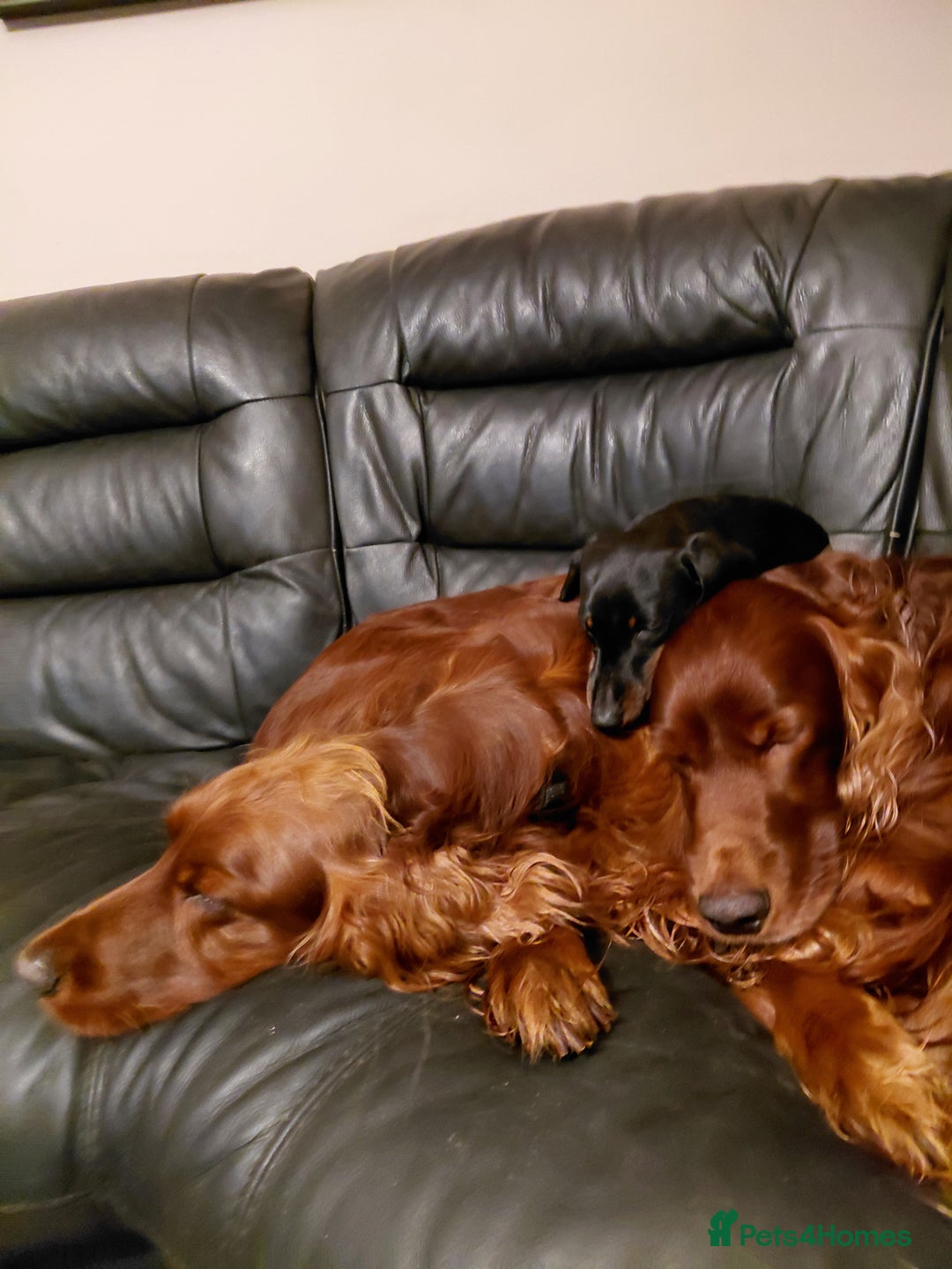 Irish Setter dogs for sale: KC IRISH SETTER DOG 4 YEARS OLD  - Advert 2