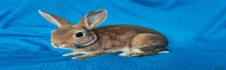 Rex rabbits for sale: Mini rex rabbits - Advert 11