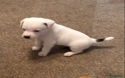 Parson Russell dogs for sale: Parson Russell’s x 2 boys  - Image 4