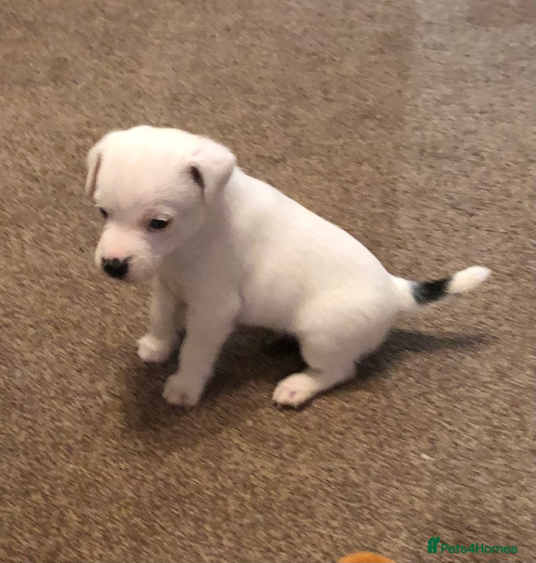 Parson Russell dogs for sale: Parson Russell’s x 2 boys  - Image 4