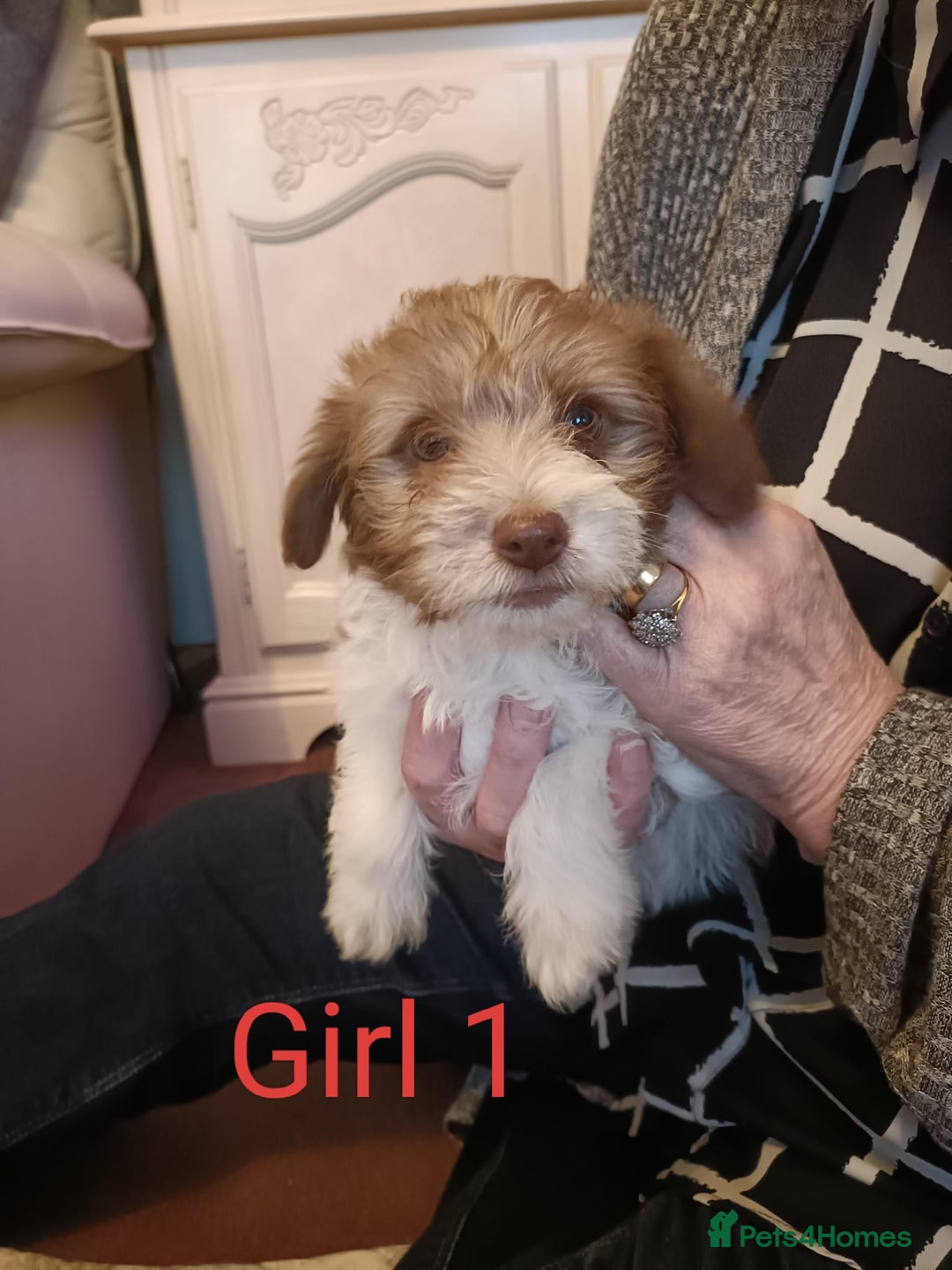 Norfolk Terrier dogs for sale: Norfolk Terrier Puppies  - Image 3
