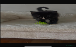 Mixed Breed cats for sale: Half main coon kitten  - Image 5