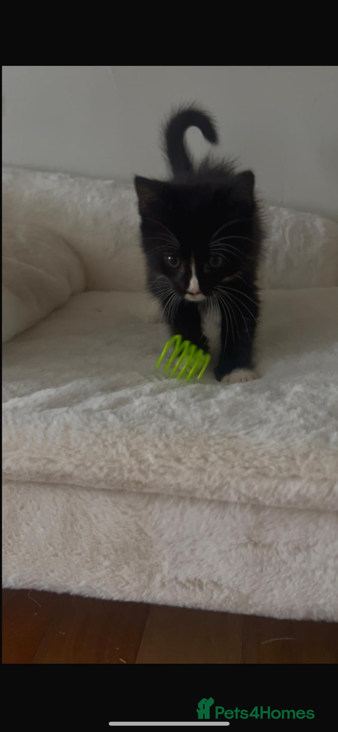 Mixed Breed cats for sale: Half main coon kitten  - Image 5