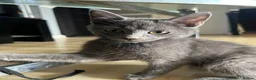Mixed Breed cats for sale: Beautiful kittens for sale  - Advert 3
