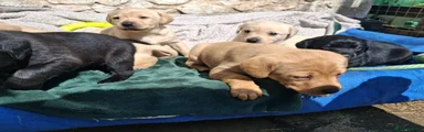 Labrador Retriever Puppy 2