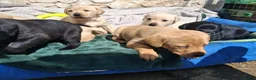 Labrador Retriever dogs for sale: Labrador Puppies - Advert 4