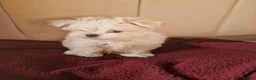 Maltese dogs for sale: Tiny Maltese boy ready now  - Advert 5