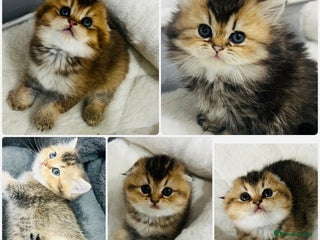 Scottish Fold cats Pure breed Pedigree SF kittens - Advert 7