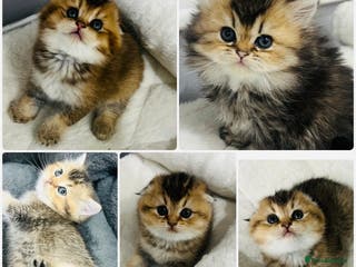 Scottish Fold cats Pure breed Pedigree SF kittens - Advert 17