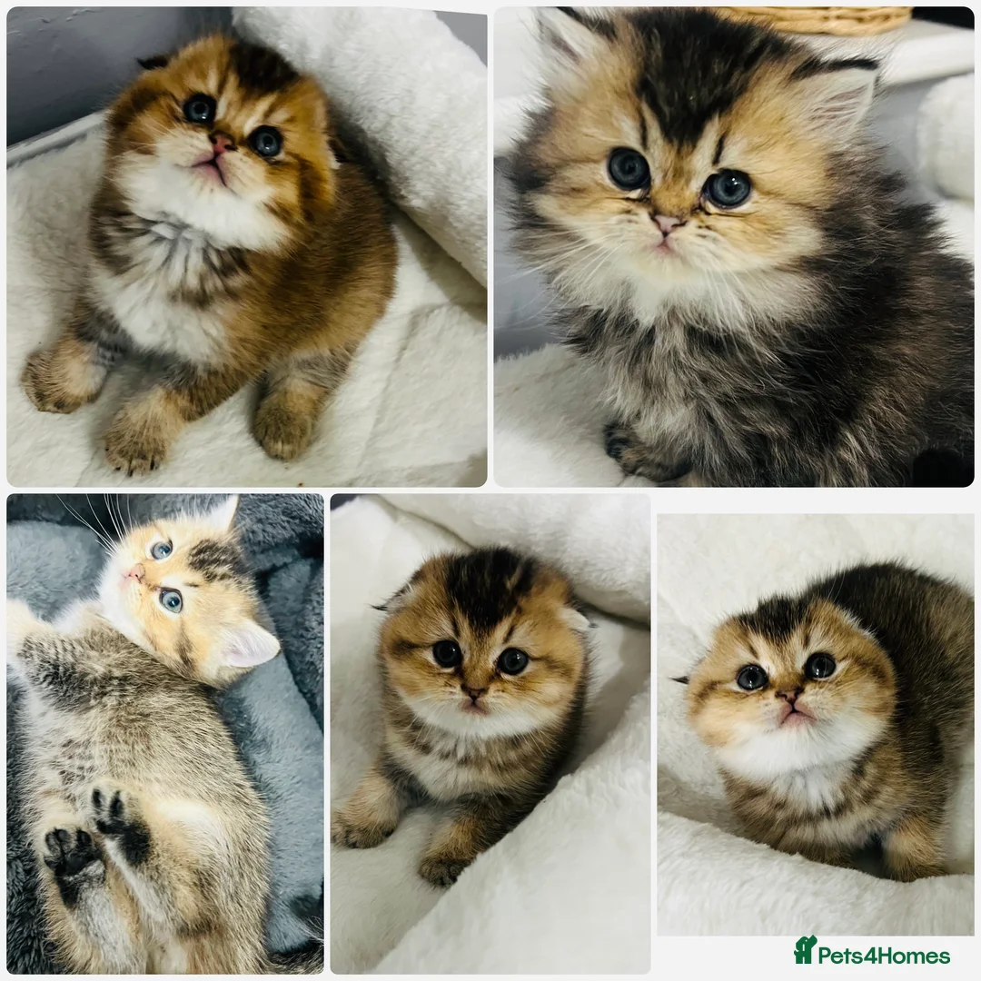 Scottish Fold cats for sale: TICA registered Pedigree boy kitten  - Advert 19