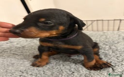 Dobermann dogs for sale: 🌟🌟KC Dobermanns - 38+ Champions in Bloodline🌟🌟 in London - Image 18