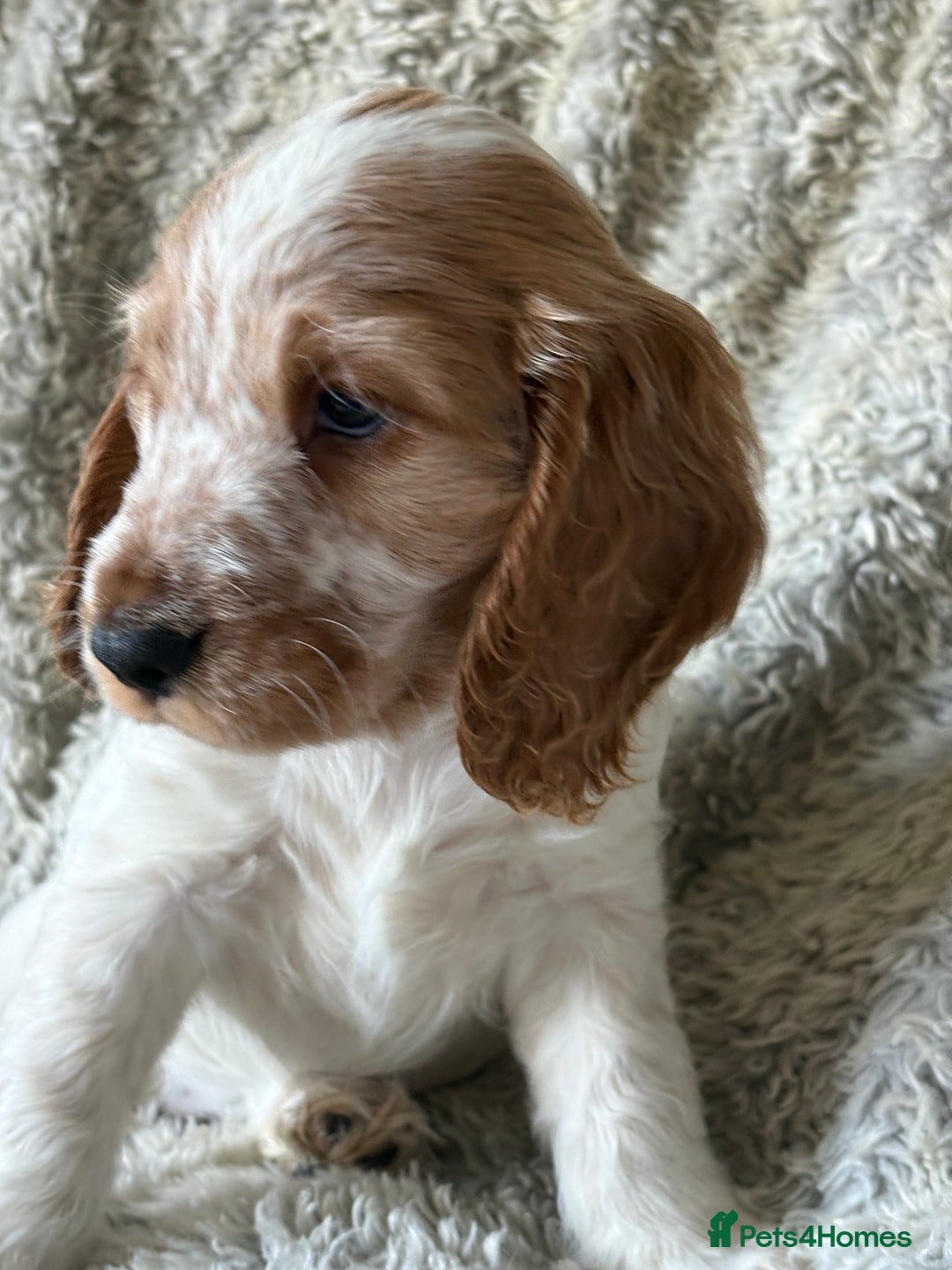 Cocker Spaniel dogs for sale: 2 orange roan cocker spaniels  - Advert 15