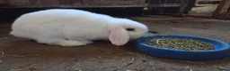 Mini Lop rabbits for sale: Blue Eyed White minilop  - Advert 2