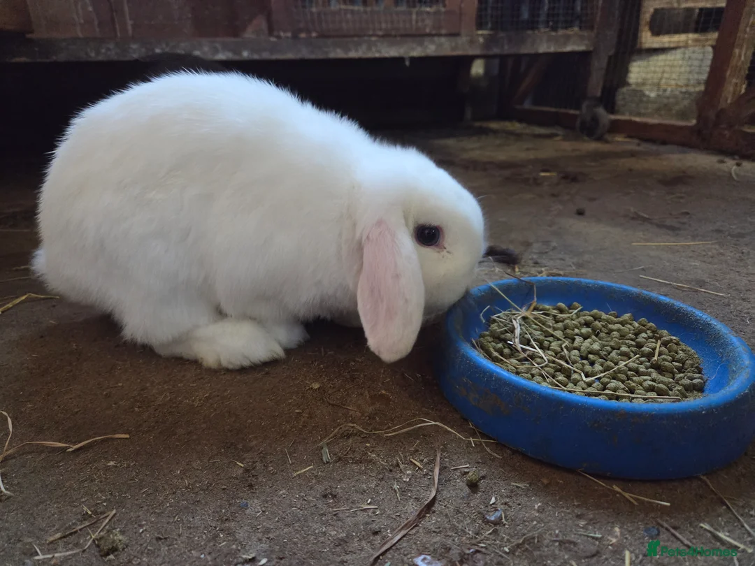 Mini Lop rabbits for sale: Blue Eyed White minilop  - Advert 2