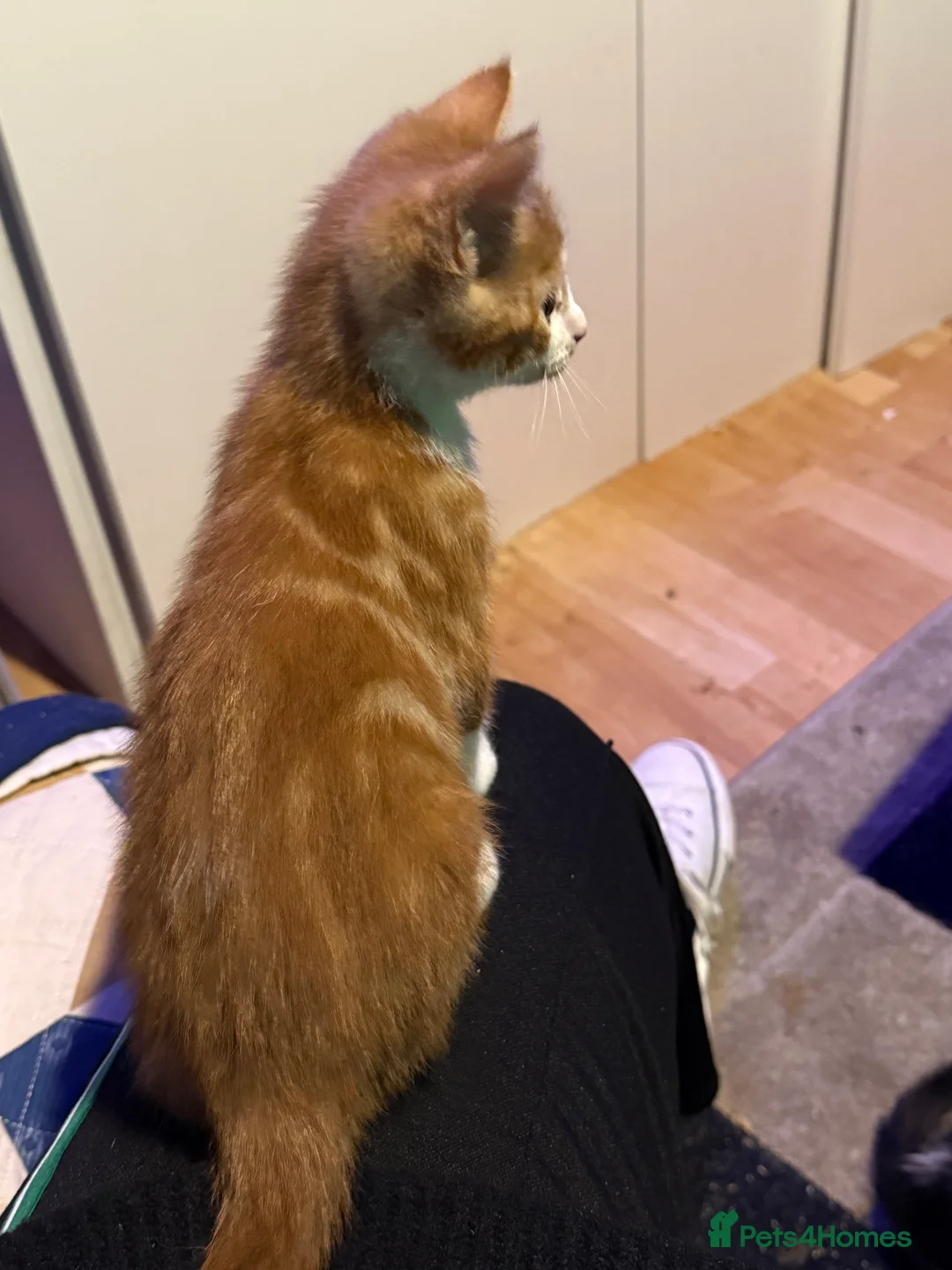 British Shorthair cats for sale: Kittens 8 weeks old boys  - Advert 2