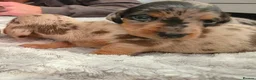 Miniature Dachshund dogs for sale: READY Monday! Miniature dachshunds  - Advert 16