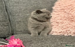 British Shorthair cats for sale: British Shorthair Male Kitten (GCCF) - Advert 29