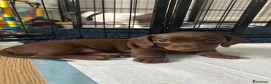 Miniature Dachshund 1