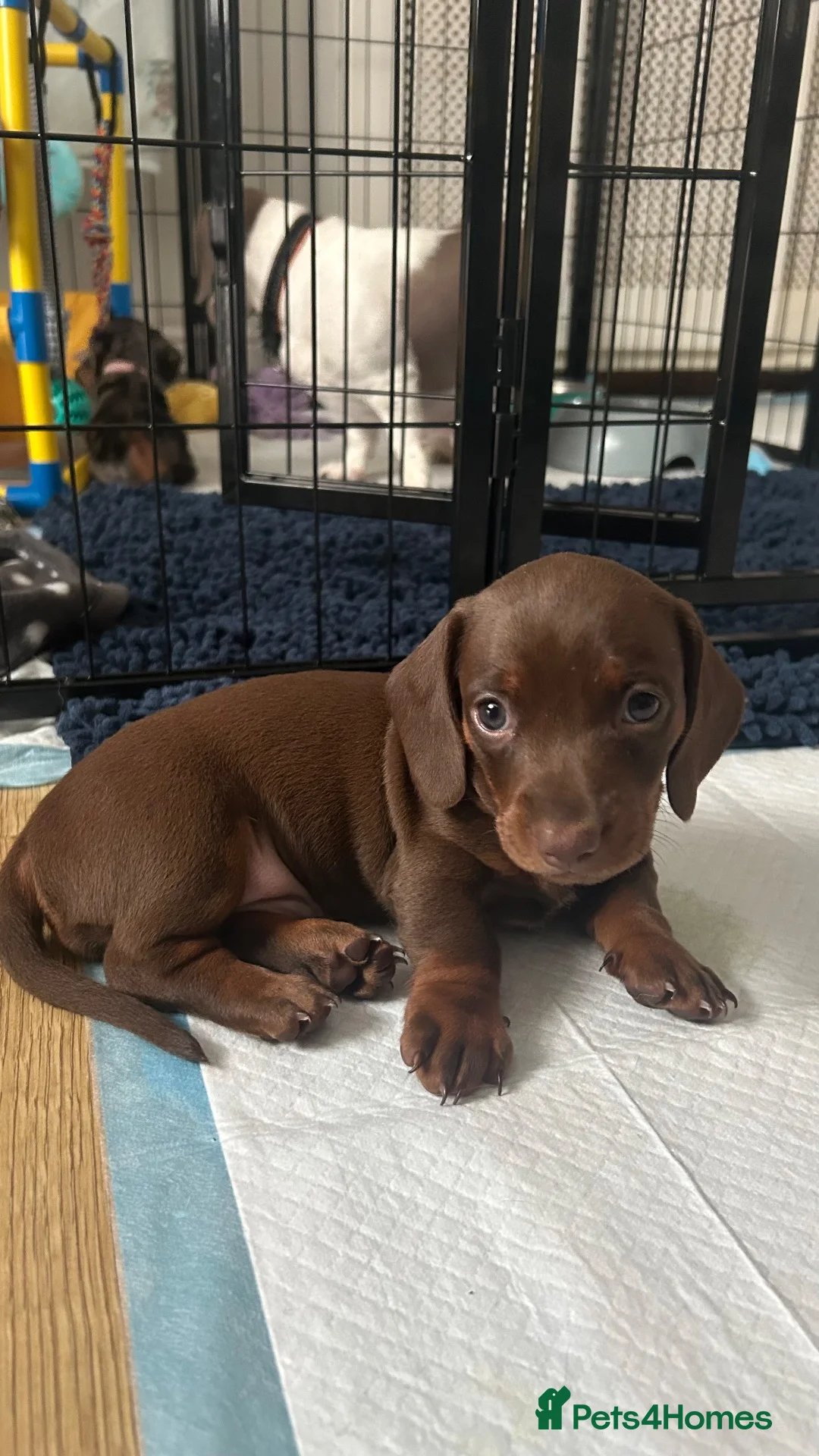 Miniature Dachshund dogs for sale: 5 Gorgeous Dachshund puppies in Maidenhead - Advert 2