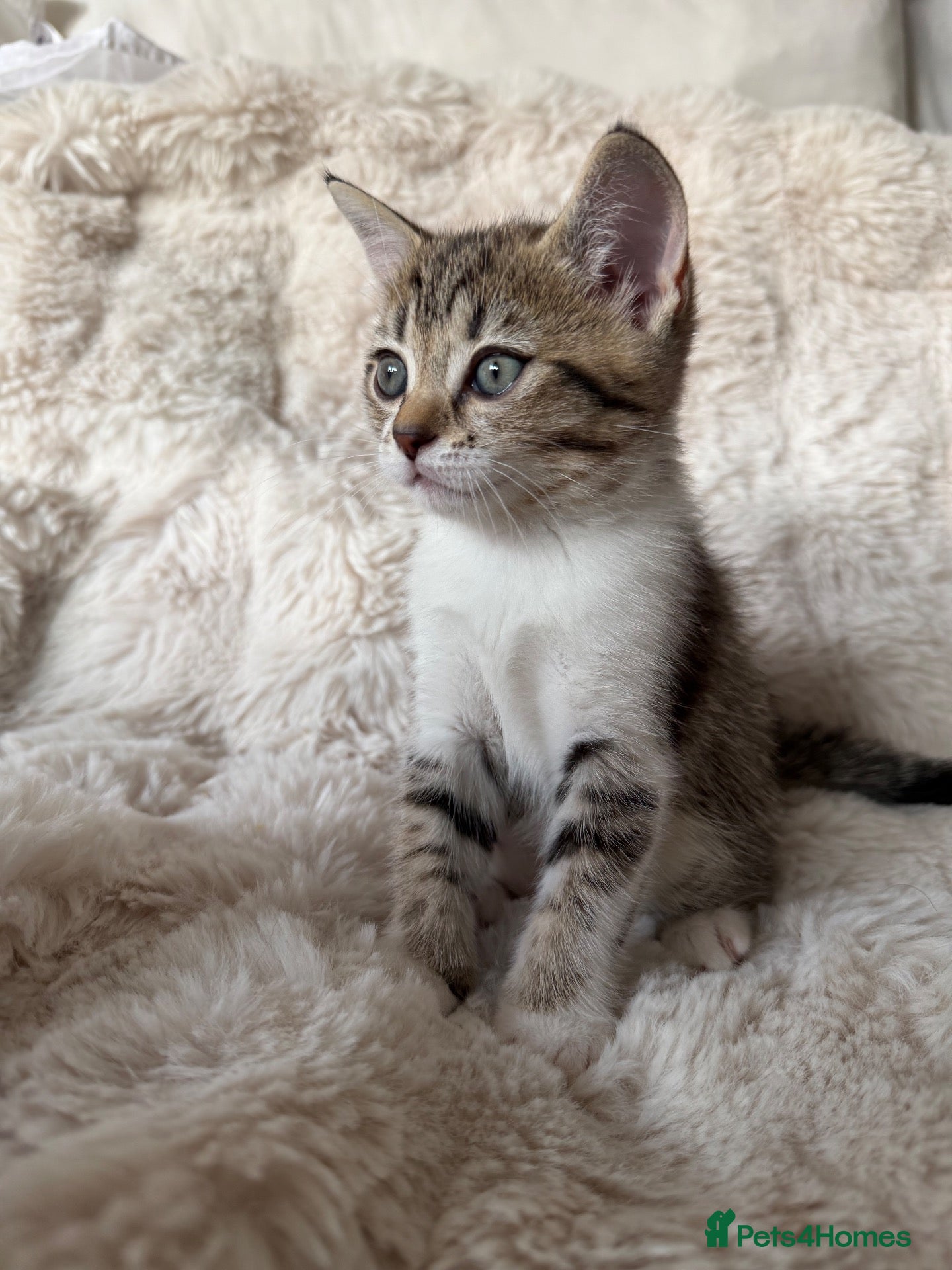 British Shorthair cats Affectionate British Shorthair Cross Kitten! - Advert 3