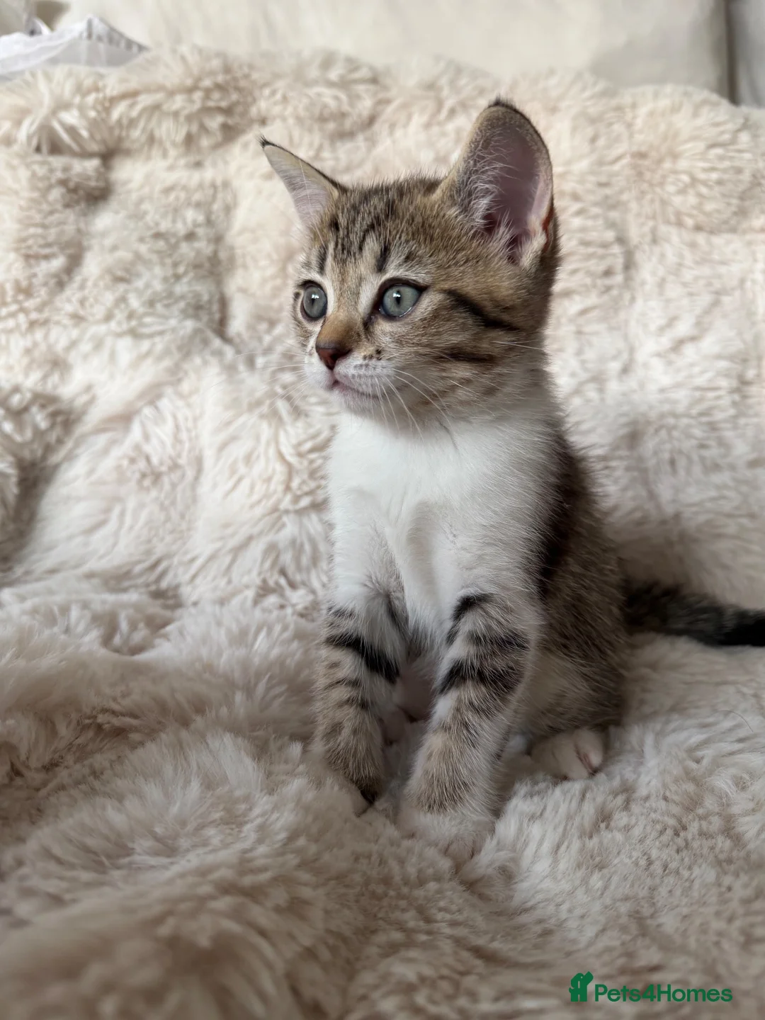 British Shorthair cats for sale: Affectionate British Shorthair Cross Kitten! - Advert 1