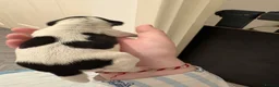 Jackshund dogs for sale: 4 Beautiful Male Jackhaunds   - Advert 8