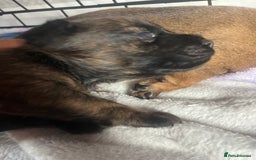 Mixed Breed dogs for sale: Beautiful dachshund/jug x terrier - Image 24