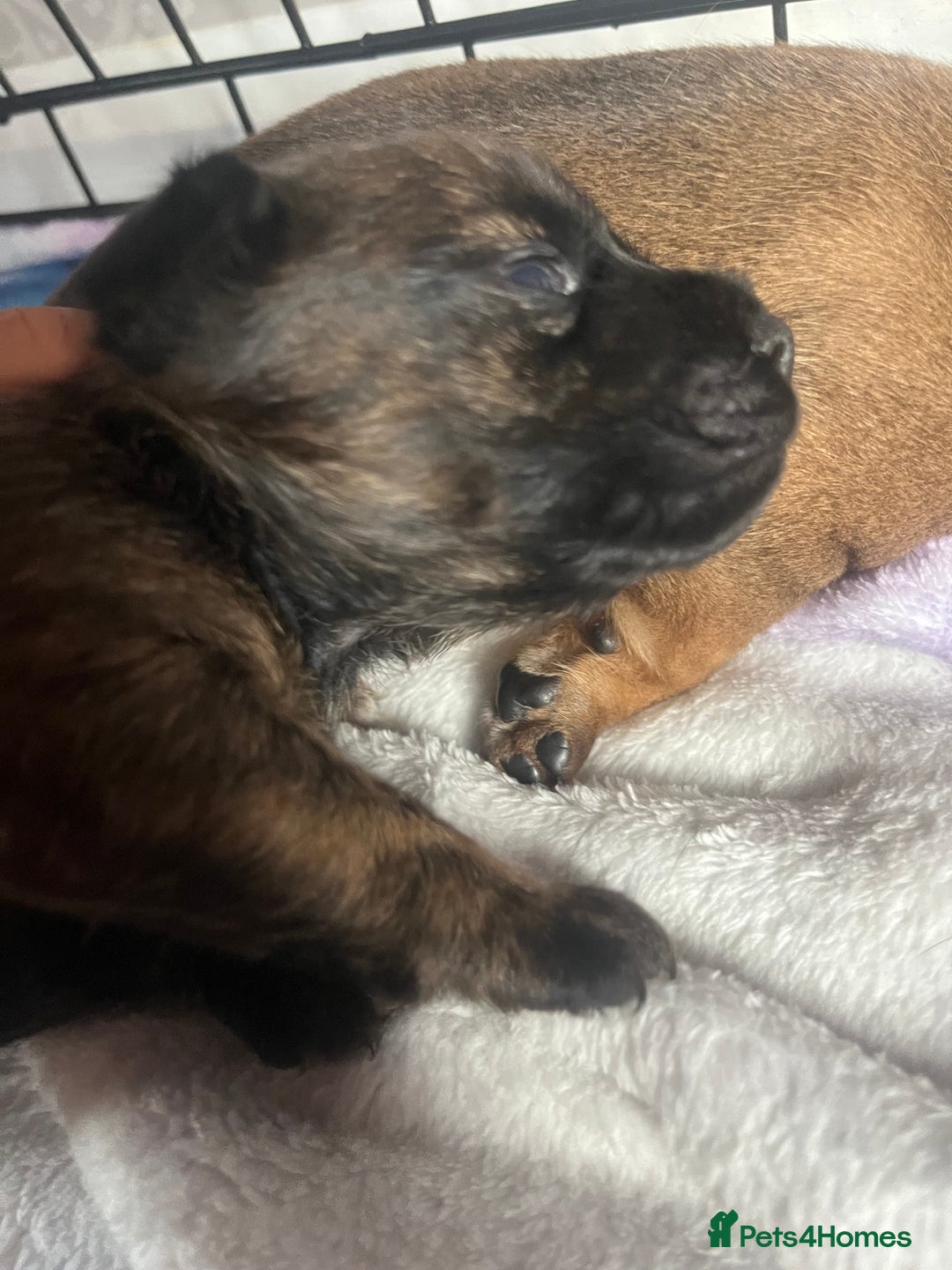Mixed Breed dogs for sale: Beautiful dachshund/jug x terrier - Image 24