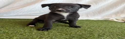 Whippet dogs for sale: Beautiful working whippets  - Advert 10