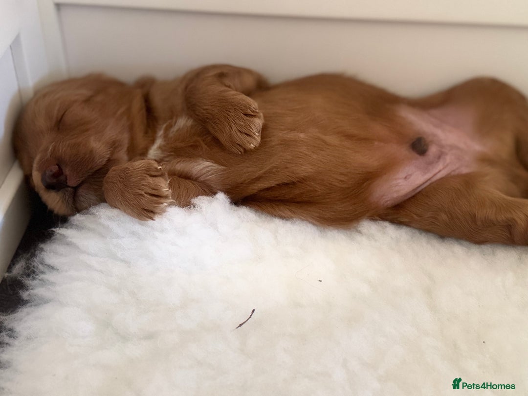 Cavapoo dogs for sale: Australian Cavapoo ! Full panel DNA Tested  - Advert 8