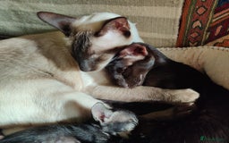 Oriental cats for sale: Havana Brown and Snow Lynx Bengal Cross kittens - Image 8