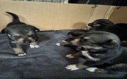 Mixed Breed dogs for sale: Sprollie x husky puppies  - Image 15