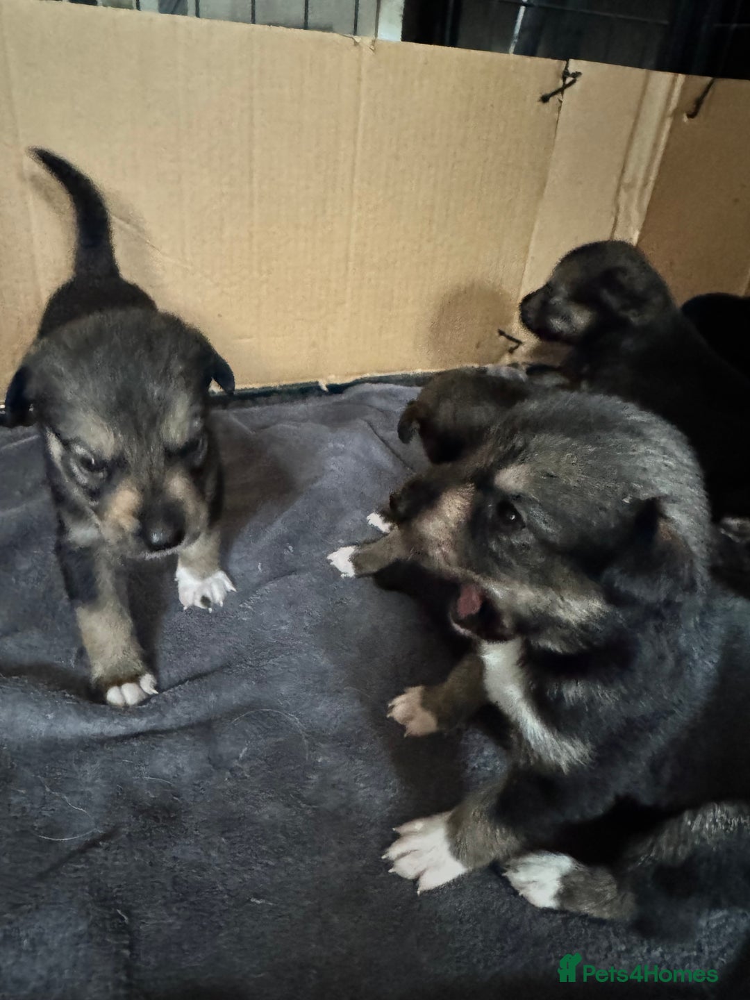 Mixed Breed dogs for sale: Sprollie x husky puppies  - Image 15
