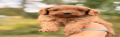 Cavapoo red