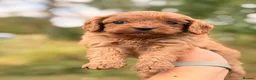 Cavapoo dogs for sale: Beautiful Cavapoo Litter of five for sale.  - Advert 3