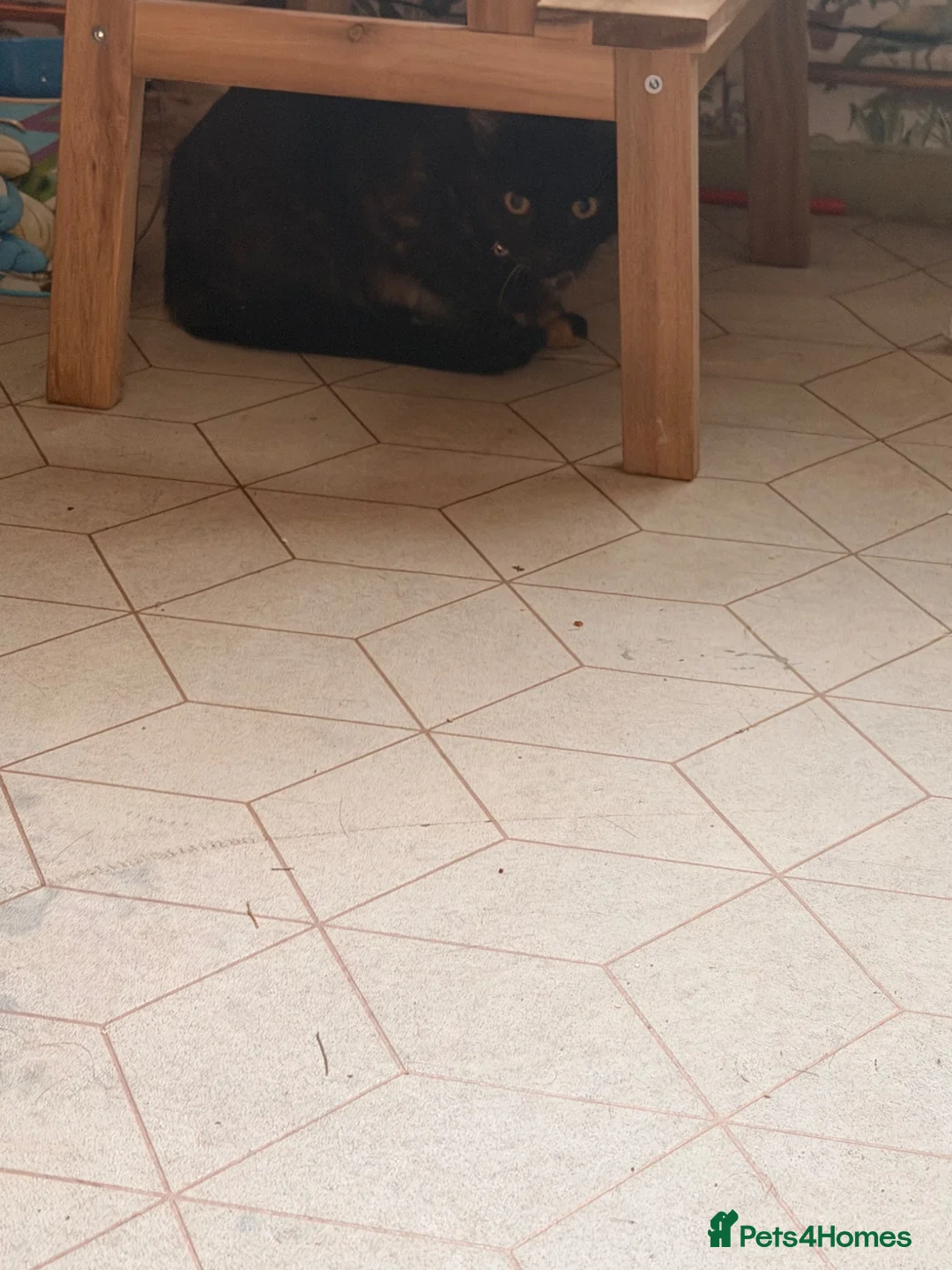Mixed Breed cats for sale: tortious shell female cat  - Advert 4