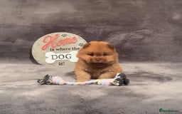 Chow Chow dogs for sale: Exotic colour Pure chow chow puppies for sale  - Image 22