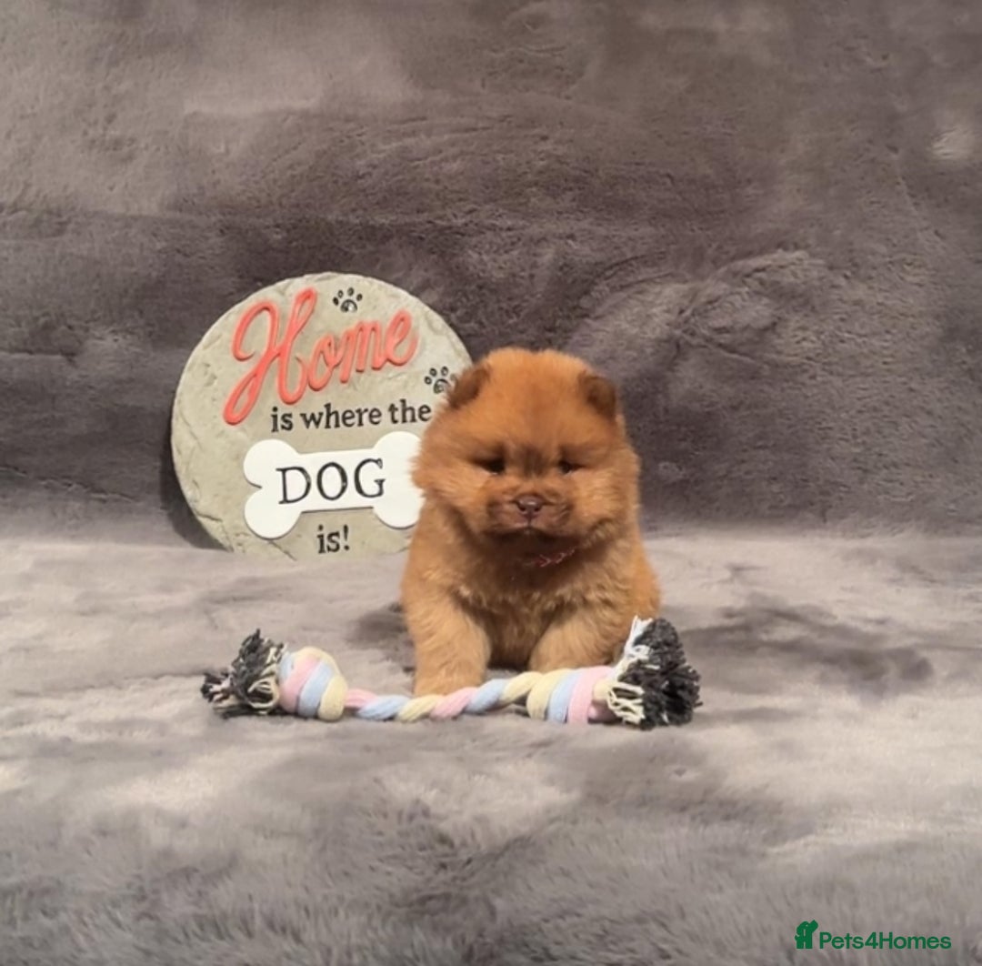 Chow Chow dogs for sale: Exotic colour Pure chow chow puppies for sale  - Image 22