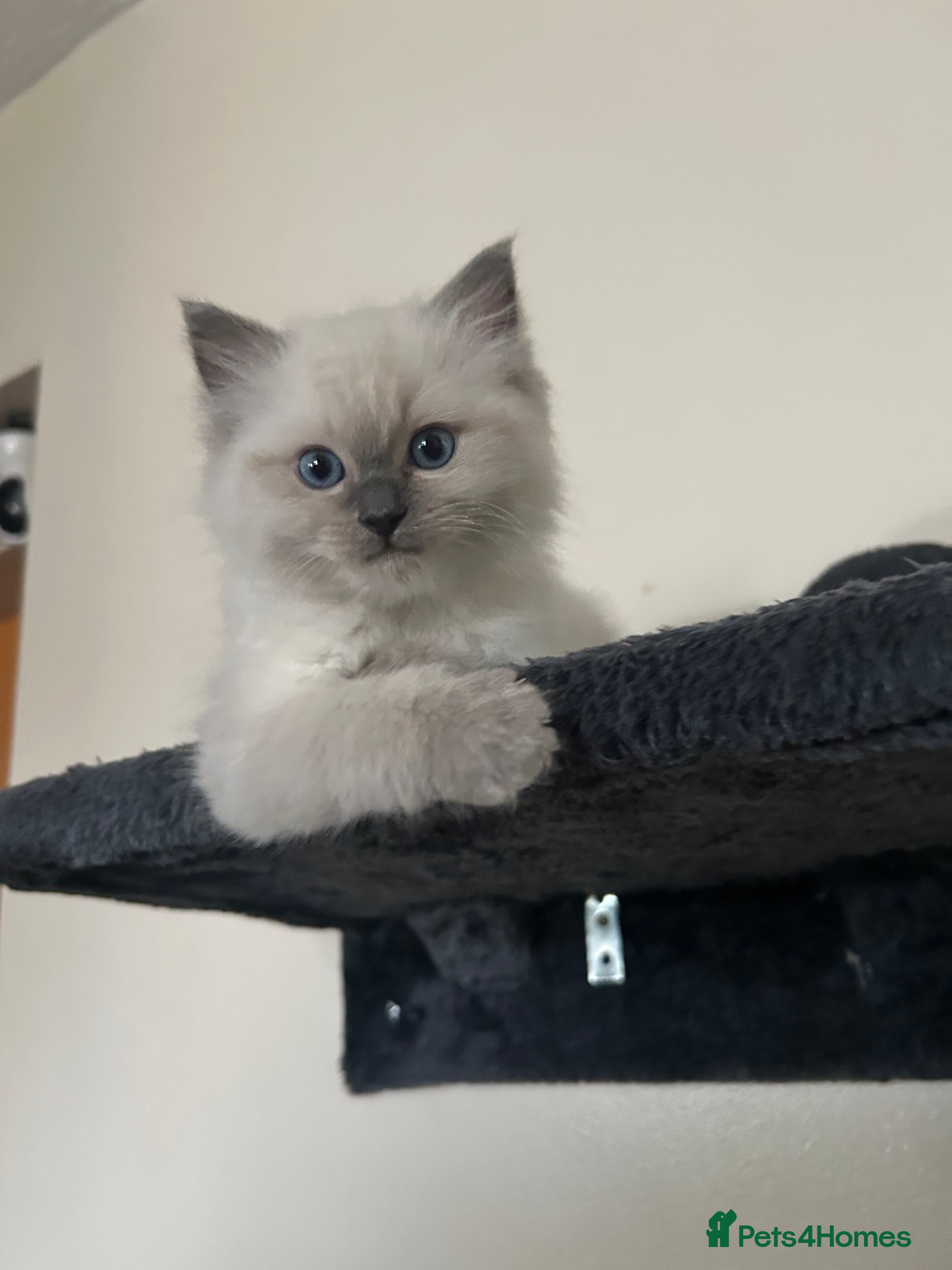 Ragdoll cats 🐾 3 x Boys, TICA registered Ragdoll Kittens 🐾 - Advert 1