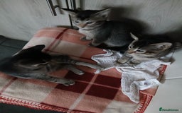 Oriental cats for sale: 2girls 1 boy - Advert 5